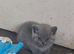 4 Beautiful BSH kittens