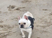 French bulldog Ella