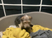 Patterdale pups for sale