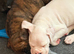 boxer puppies ready now