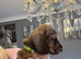 Beautiful miniature dachshund puppies