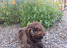 Lagotto Romagnolo Puppy