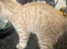 Bengal kittens READY NOW