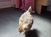 Crested cream legbar