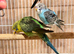 Budgies