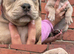 Stunning Old English Bulldog Pups