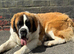 11 month old female Saint Bernard