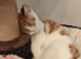 Ginger and Calico kittens