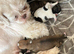 Puppies for sale