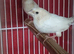 This years baby bengaliese finches