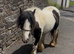 Black and white mare lead rein pony