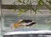 Snakeskin Guppy ( 1 male + 1 female ), Fast delivery to mainland UK.  Pick up in Croydon.