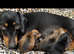 Girl dachshund