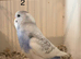Baby budgies