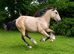 In foal welsh cob type