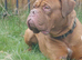 Dogue De Bordeaux