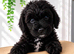 Lhasapoo x cockapoo