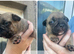 American bully xfrenchy