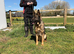 German Shepherd sable female