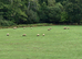 Suffolk weather lambs.