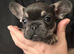 4 beautiful frenchie puppies
