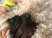 4 females one male cockapoo pups born today Wednesday 22nd of July