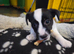 Jack Russel puppies