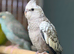 Cocktail parrot