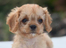 Health tested Cavapoos