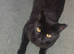 Male Kitten looking for a new home