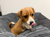 Jack Russel puppy max