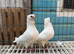white german owl breeding pairs