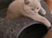 Beautiful Fawn British shorthair