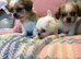Stunning Shih Tzu’s