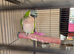 Derbyan parrot