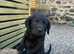 Black Labrador Pups