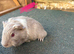 Guinea pigs ready soon to be reserved now