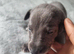 Blue Whippet Puppy's for sale