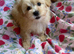 F1 teddy bear maltipoo 1 boy and 1 girl available