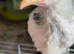 Free baby Roosters. *Still on heat*