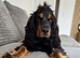 Ralphy KC Registered Show Cocker Spaniel