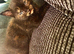 4 female kittens
