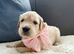 Old English Cream Golden Retriever Puppies