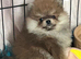 Pomeranian puppies - true to type - Black & Tan Chocolate caramel