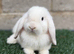 Pure breed mini lop Bucks