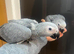 2 Stunning Baby Hand Rearing Super Tame African Grey Parrot
