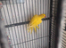 Lutino ringnecks