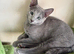TICA 5* pedigree Russian blue kittens