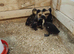 6 runner ducklings of heat   height rise very good