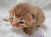 Beautiful Devon Rex x Abyssinian Kittens